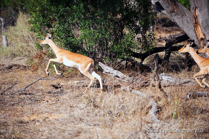 20090615_094101 D3 X1.jpg - Springbok (Gazelle)